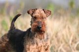 WELSH TERRIER 096